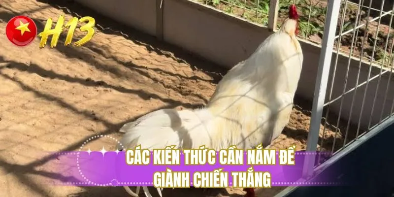 Các kiến thức cần nắm để giành chiến thắng