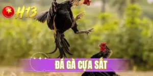 đá gà cựa sắt