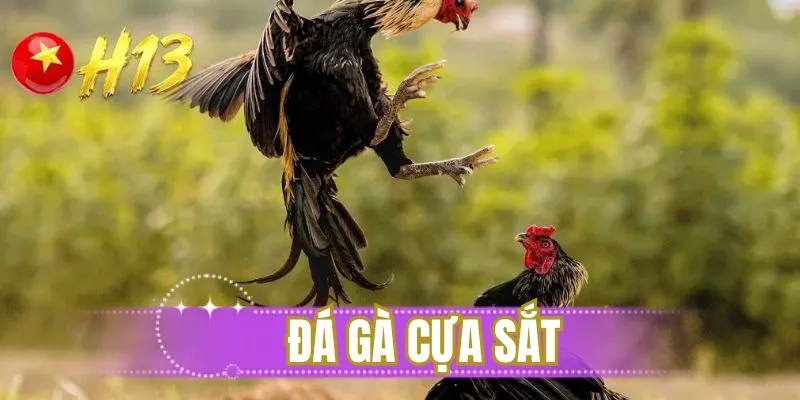 đá gà cựa sắt