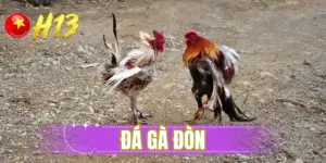 Đá gà đòn