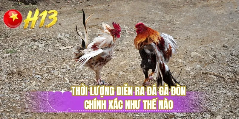 Thời lượng diễn ra đá gà đòn chính xác như thế nào