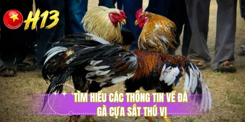 Tìm hiểu các thông tin về đá gà cựa sắt thú vị