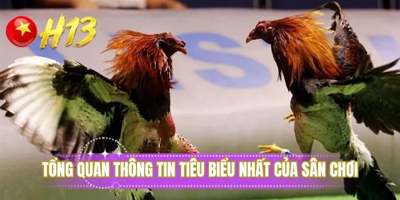 Tổng quan thông tin tiêu biểu nhất của sân chơi